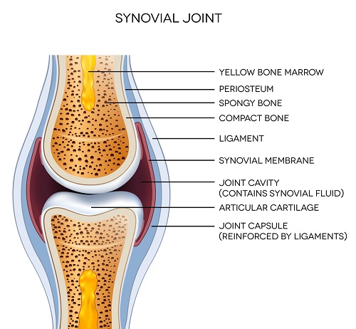 synovial membrane